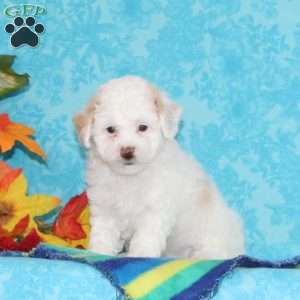 Diamond, Shih-Poo Puppy